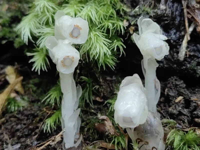 “水晶兰”全株无叶绿素呈半透明的洁白色，茎干如白玉雕琢，顶端垂着钟形花朵，在幽暗的林间宛如悬浮的冰晶。