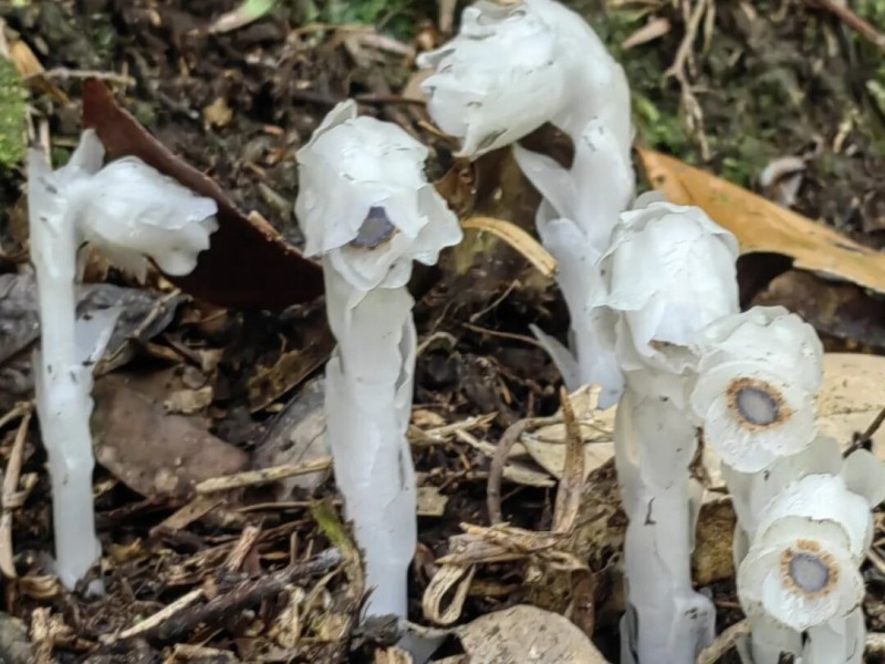“水晶兰”全株无叶绿素呈半透明的洁白色，茎干如白玉雕琢，顶端垂着钟形花朵，在幽暗的林间宛如悬浮的冰晶。