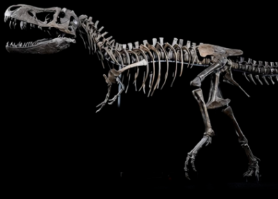 霸王龙登场！国家自然博物馆中外暴龙首次同台