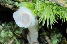 罕见！大田屏山再现珍稀植物“水晶兰”