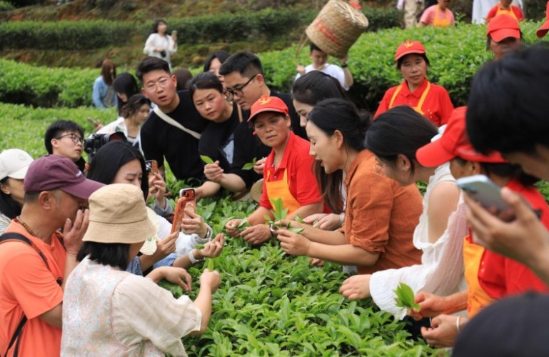 乡愁沈丹邀全国粉丝赴武夷山 沉浸式体验武夷茶事烟火
