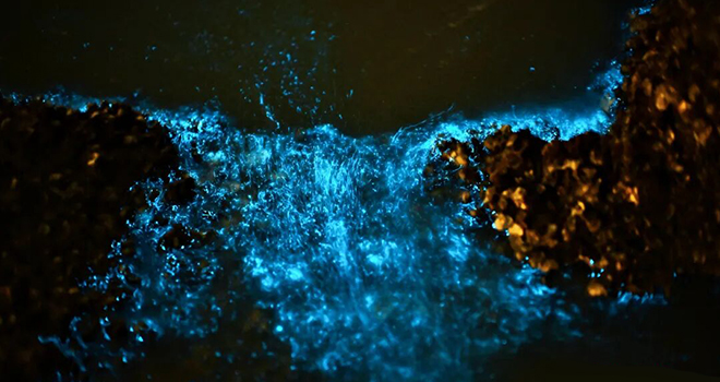 超夢幻！福州藍眼淚爆發(fā) 夢幻熒光海點亮夏夜