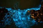 超梦幻！福州蓝眼泪爆发 梦幻荧光海点亮夏夜