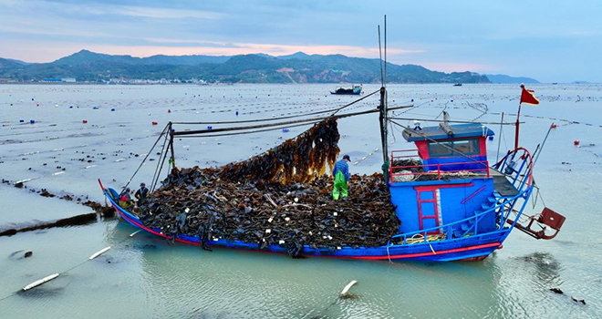 “海上粮仓”——福建霞浦迎来海带丰收季