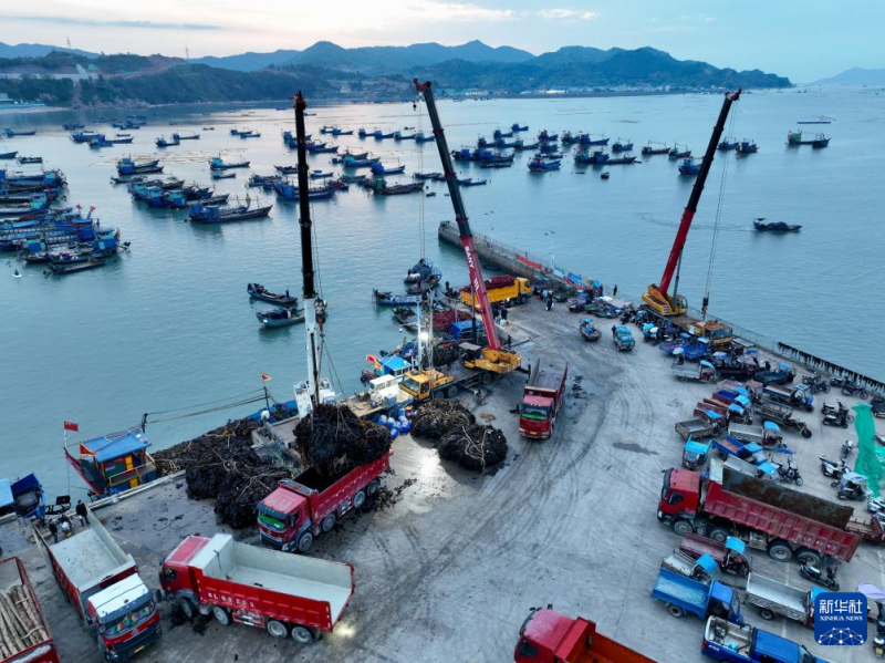4月25日，福建省宁德市霞浦县下浒镇渔民在码头转运海带（无人机照片）。新华社记者 姜克红 摄