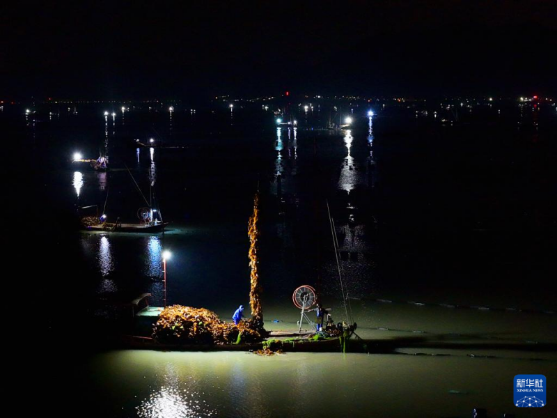 4月26日，福建省宁德市霞浦县沙江镇渔民在凌晨时分收获海带。新华社发（陈伟滨 摄）