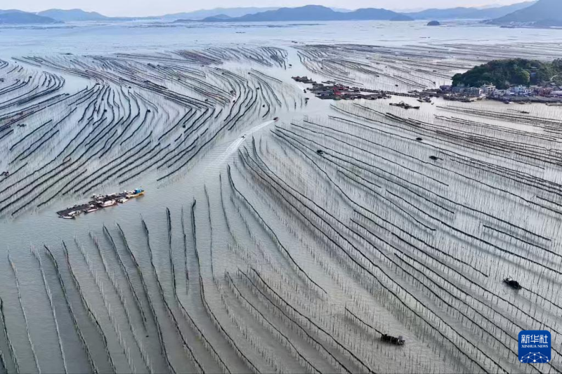 4月26日，福建省宁德市霞浦县沙江镇渔民在海面竹竿间晾晒海带（视频截图）。新华社发（陈伟滨 摄）
