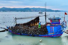 “海上粮仓”——福建霞浦迎来海带丰收季