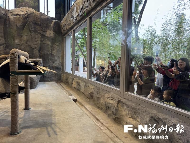 两岸青年走进福州熊猫世界