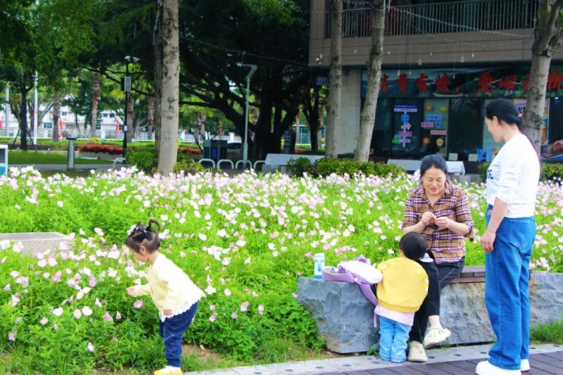 粉白花海沿步道蜿蜒铺开，与江畔绿意、粼粼波光相映成趣，绘就一幅春日画卷，吸引众多市民前来踏青赏花、定格美好。丁林怡 摄