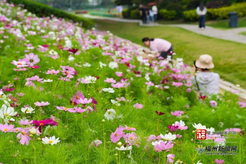 花海公园波斯菊进入最佳观赏期。记者 包华 摄