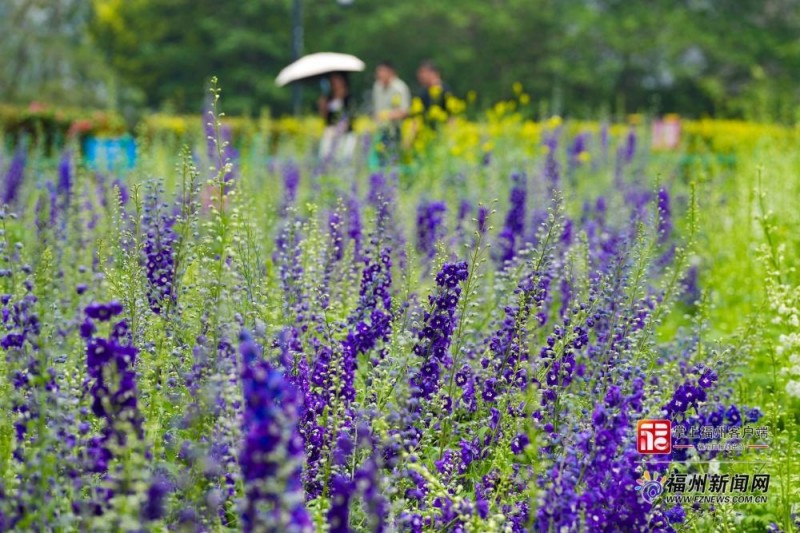 花海公园大花飞燕草。记者 包华 摄