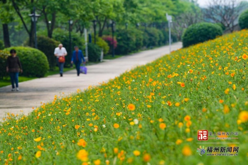花海公园花菱草盛放。记者 包华 摄