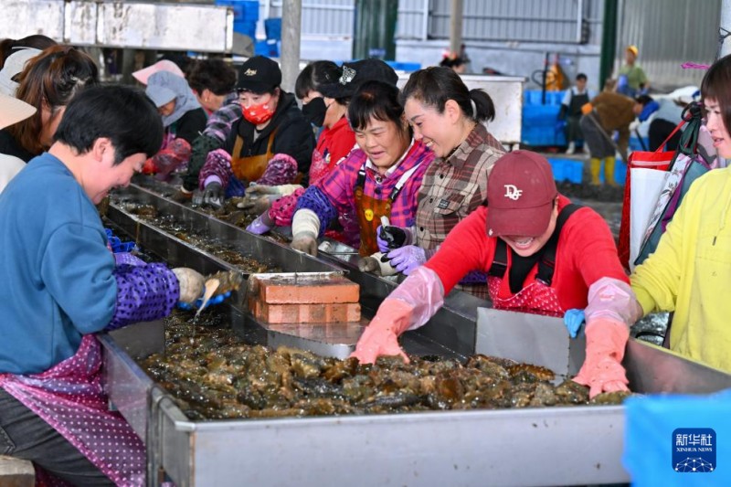 4月24日，福建省宁德市霞浦县下浒镇一家水产企业工人在加工养殖海参。新华社记者 姜克红 摄