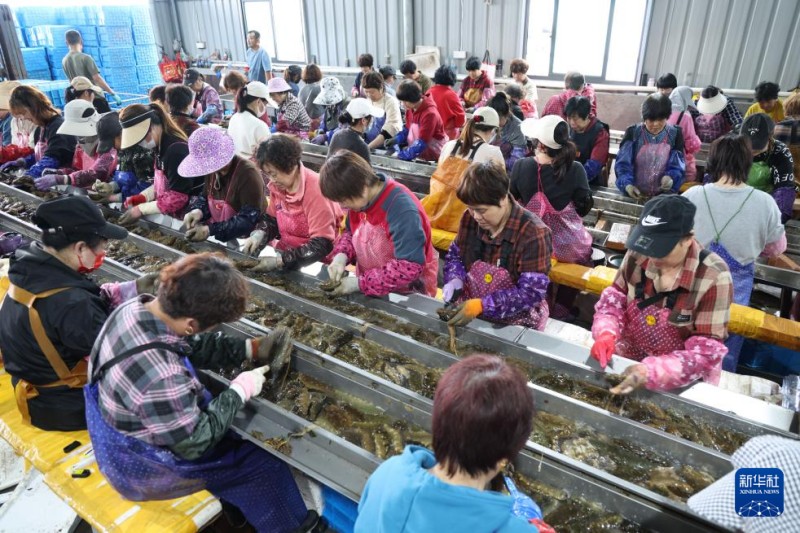 4月24日，福建省宁德市霞浦县下浒镇一家水产企业工人在加工养殖海参。新华社记者 姜克红 摄