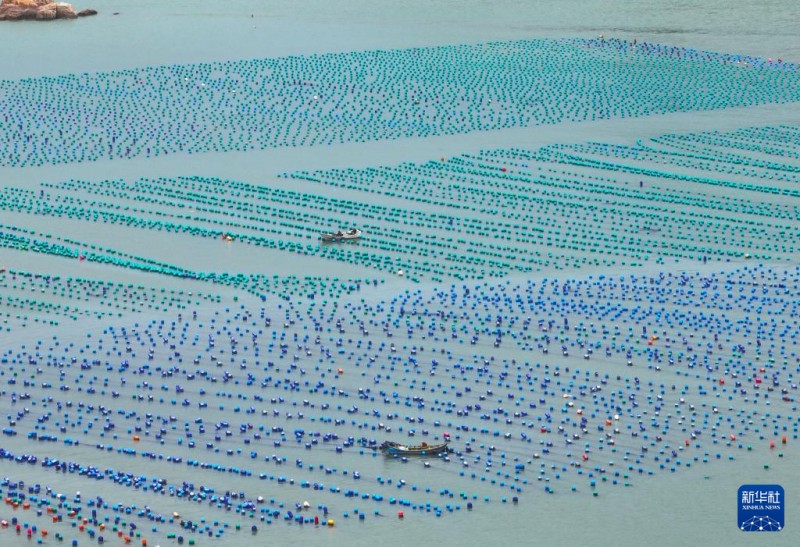 这是4月2日在福建省福州市连江县定海湾拍摄的鲍鱼、生蚝等海产品养殖区（无人机照片）。新华社记者 林善传 摄