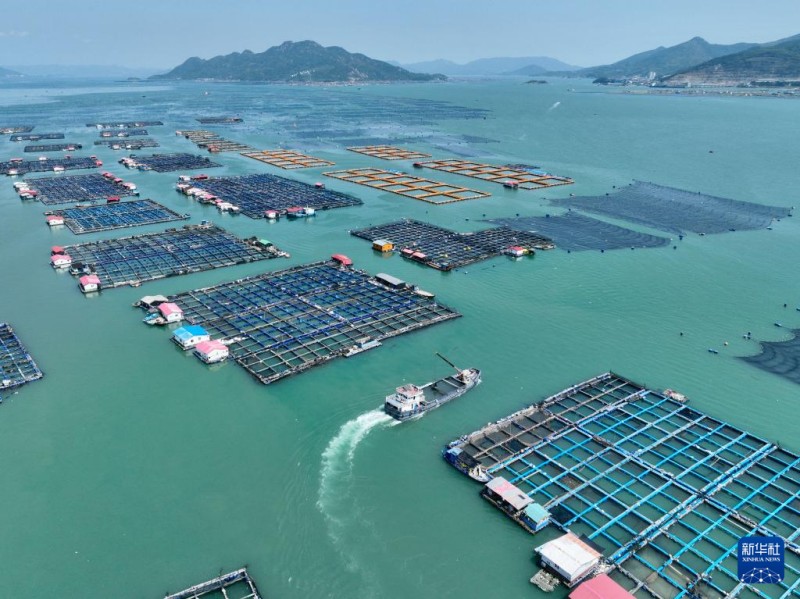 4月25日，一艘装载大黄鱼鱼苗的活水船行驶在福建省宁德市三都澳海上养殖区（无人机照片）。新华社记者 姜克红 摄