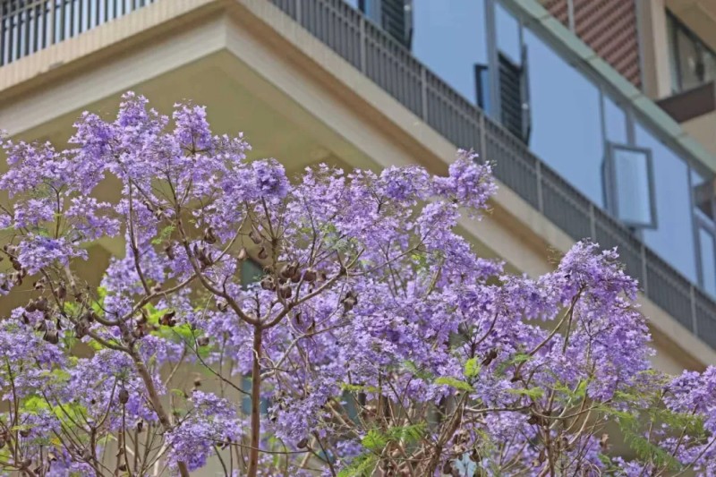 厦门西浦路的蓝花楹花期如约而至。陈理杰 摄