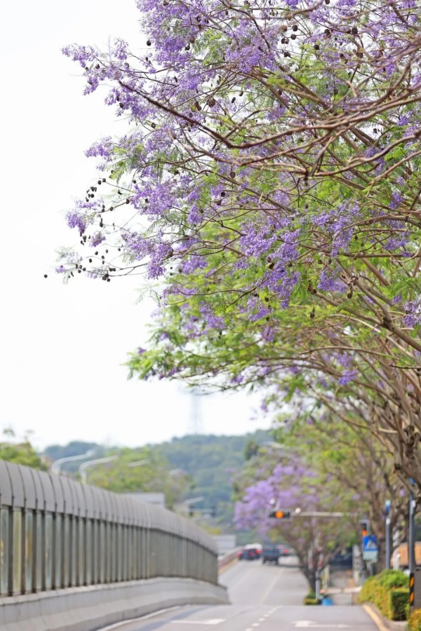 蓝花楹花朵盛开扮靓厦门的街头巷尾。陈理杰 摄