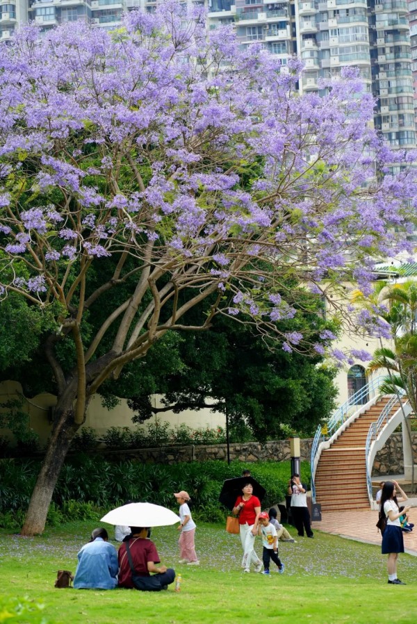 厦门莲花公园的蓝花楹盛放。罗秀玉 摄