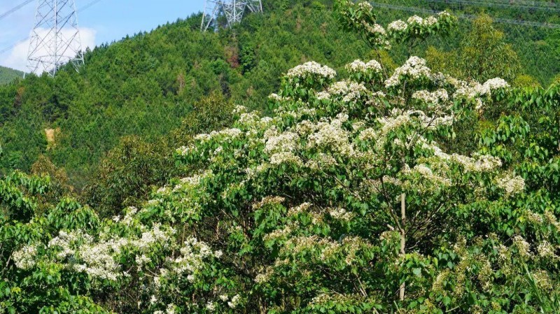 漫山遍野的油桐花竞相绽放，簇簇洁白缀满枝头，为山城铺就一袭清雅素净的纱衣。
