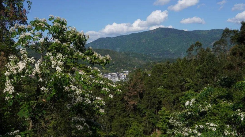 漫山遍野的油桐花竞相绽放，簇簇洁白缀满枝头，为山城铺就一袭清雅素净的纱衣。