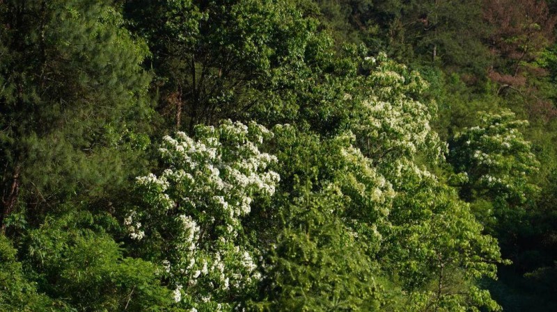 漫山遍野的油桐花竞相绽放，簇簇洁白缀满枝头，为山城铺就一袭清雅素净的纱衣。