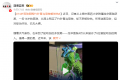 14岁男孩网购竹叶青当宠物被咬伤 所幸送医及时已无大碍