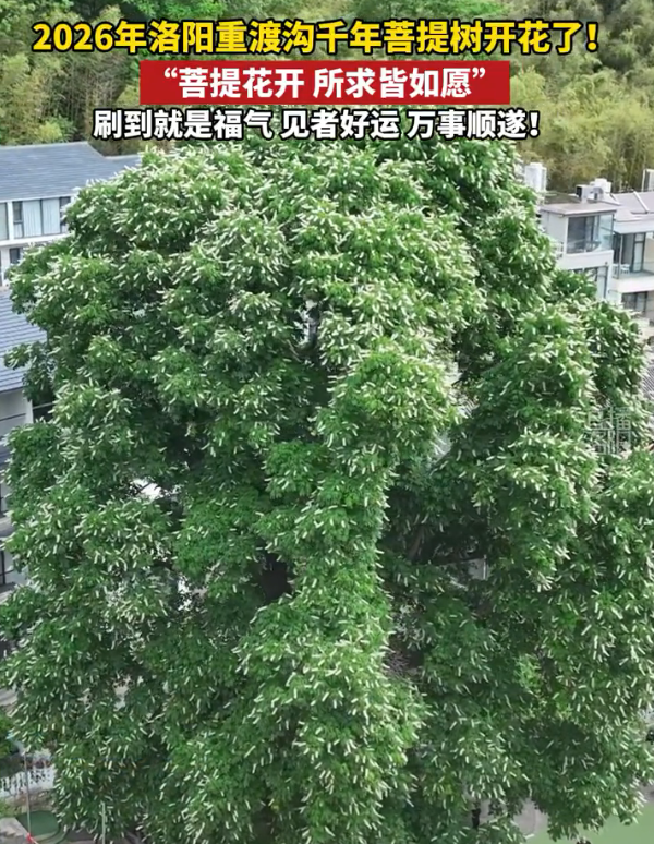 洛阳千年菩提树开花了 满树白花如雪似雾