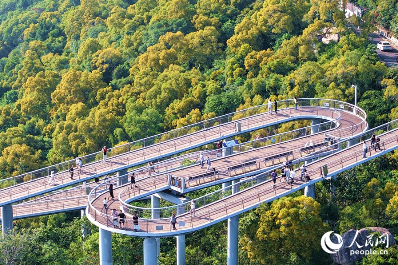 漫步于厦门山海健康步道，仿佛徜徉于青黄交织的花海之中。人民网记者 陈博 摄