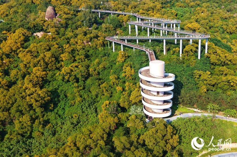 盛开的相思花为四季常青的山谷披上一层“黄金甲”。人民网记者 陈博 摄