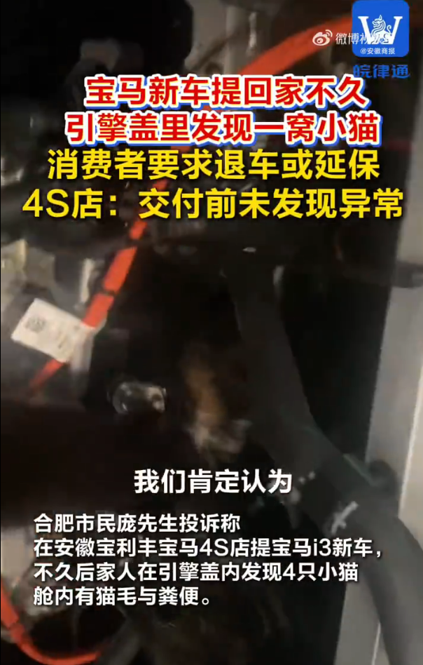 车主提宝马不久引擎盖里发现一窝猫 4S店：愿提供检查与关怀补偿