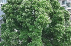 洛阳千年菩提树开花了 满树白花如雪似雾