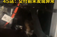 车主提宝马不久引擎盖里发现一窝猫 4S店：愿提供检查与关怀补偿