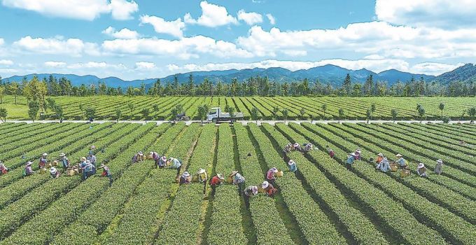 安溪茶产业生产经营转型：茶庄园，不止于茶园