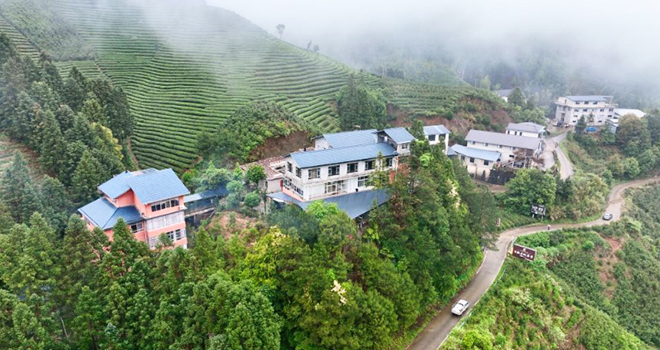 福建武夷山：春茶采制正当时