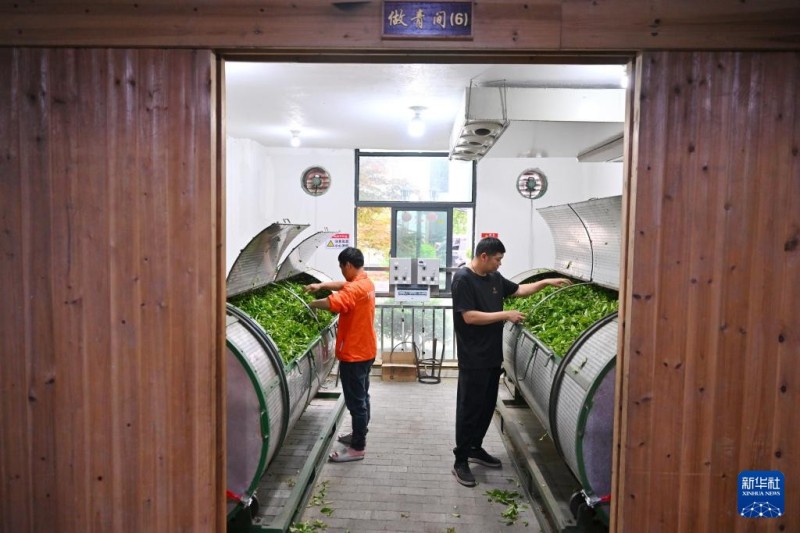 5月8日，福建省武夷山市一家茶企技术人员用摇青机配合恒温设备做茶。新华社记者 姜克红 摄
