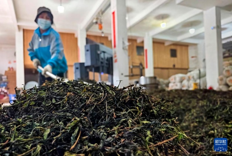 5月9日，工人在武夷山市洋庄乡吴三地茶产区一家茶企制茶工坊里工作。新华社记者 魏培全 摄