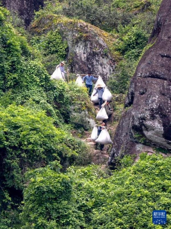 5月7日，在武夷岩茶核心产区，茶农们肩挑刚采摘的茶青，送往制茶工坊。新华社记者 魏培全 摄
