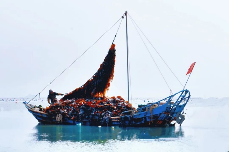 作为“中国海带之乡”，连江凭借优质海域环境，加之自主培育的“黄官一号”“无边海带”等优良品种加持，今年海带再获丰收。