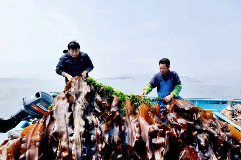 作为“中国海带之乡”，连江凭借优质海域环境，加之自主培育的“黄官一号”“无边海带”等优良品种加持，今年海带再获丰收。