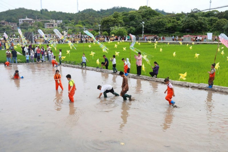  2026年5月10日，“梅山乡野·稻田昆虫自然艺术节”在福建省惠安县螺城镇梅山村石盘自然村举办。