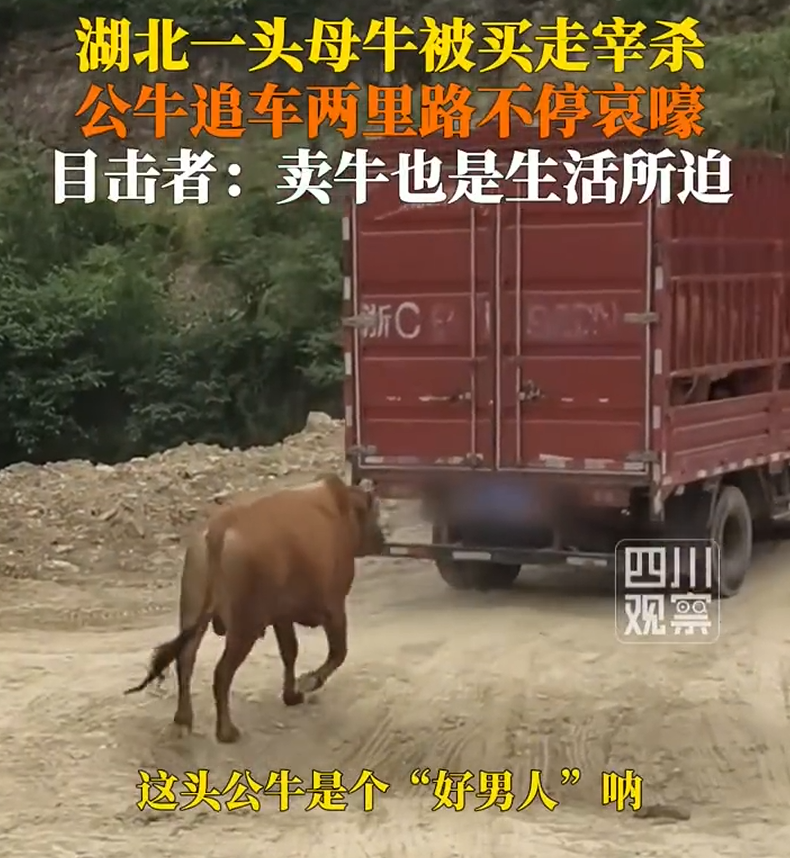母牛被买走宰杀 公牛追车两里路 一路不停哀嚎