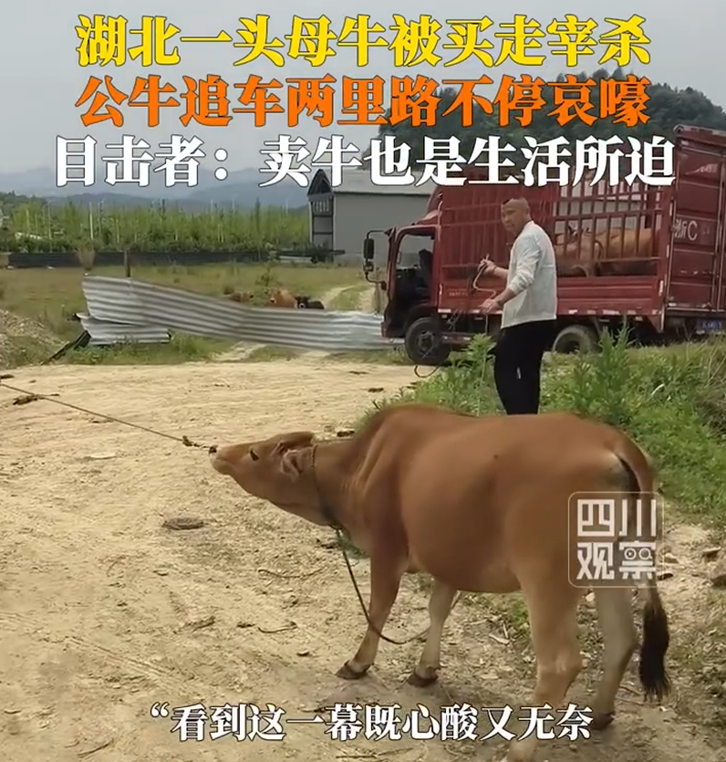 母牛被买走宰杀 公牛追车两里路 一路不停哀嚎