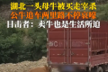 母牛被买走宰杀 公牛追车两里路 一路不停哀嚎