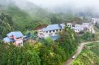 福建武夷山：春茶采制正当时