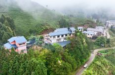 福建武夷山：春茶采制正当时