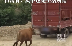 母牛被买走宰杀 公牛追车两里路 一路不停哀嚎