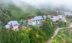 福建武夷山：春茶采制正当时