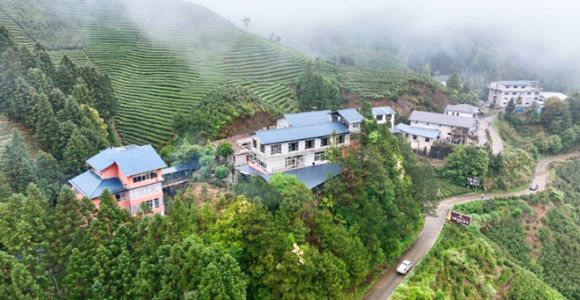 福建武夷山：春茶采制正当时